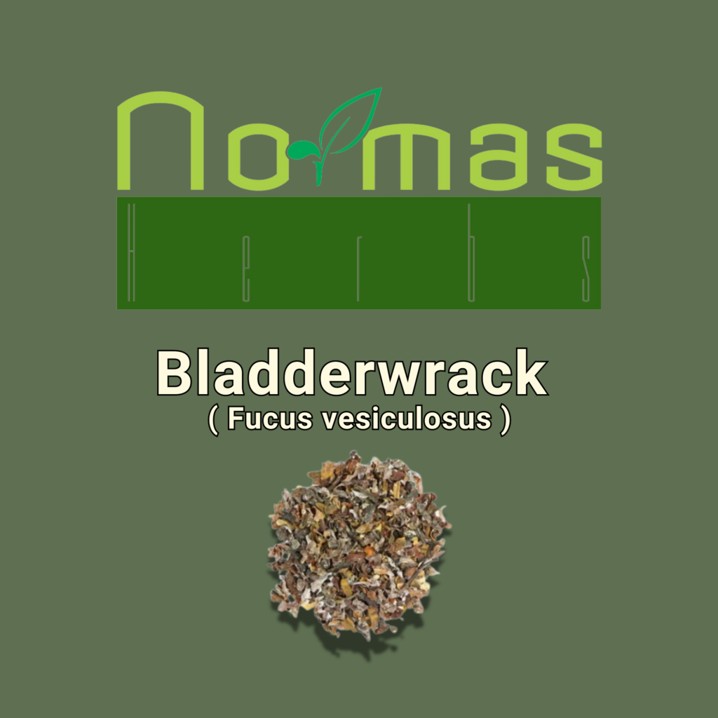 Bladderwrack ( Fucus vesiculosus ) | NormasHerbs.com