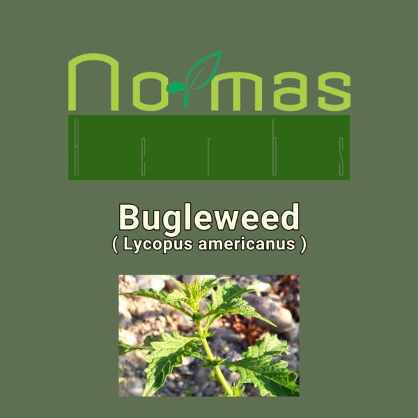 Bugleweed