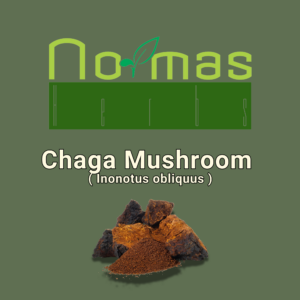 Chaga Mushroom