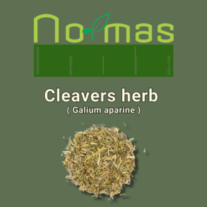 Cleavers herb ( Galium aparine )