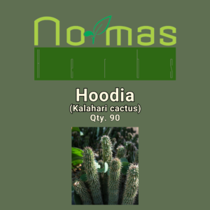 Hoodia (Kalahari cactus)