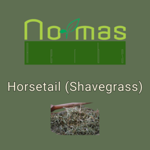 Horsetail (Shavegrass)