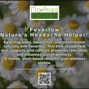 Feverfew ( Tanacetum parthenium )