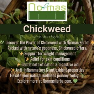 Chickweed ( Stellaria media )