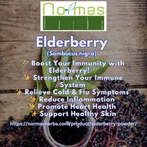 Elderberry (Sambucus nigra)