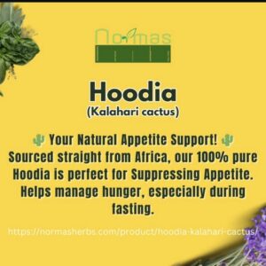 Hoodia (Kalahari cactus)