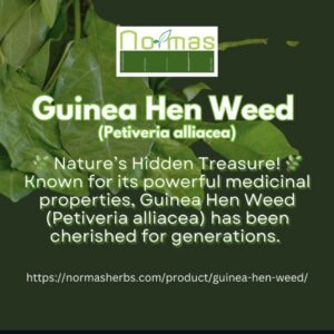 Guinea Hen Weed (Petiveria alliacea)