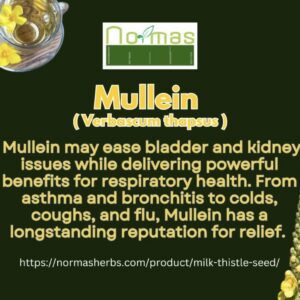 Mullein ( Verbascum thapsus )