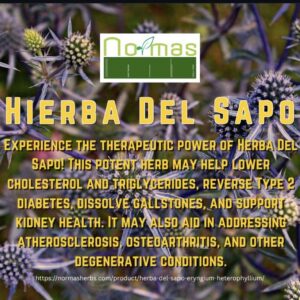 Hierba Del Sapo (Eryngium Heterophyllium)