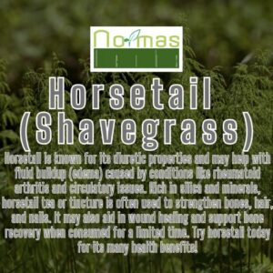 Horsetail (Shavegrass)
