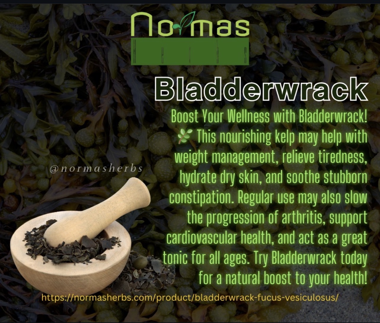 Bladderwrack ( Fucus vesiculosus )