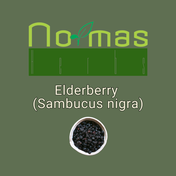 Elderberry (Sambucus nigra)