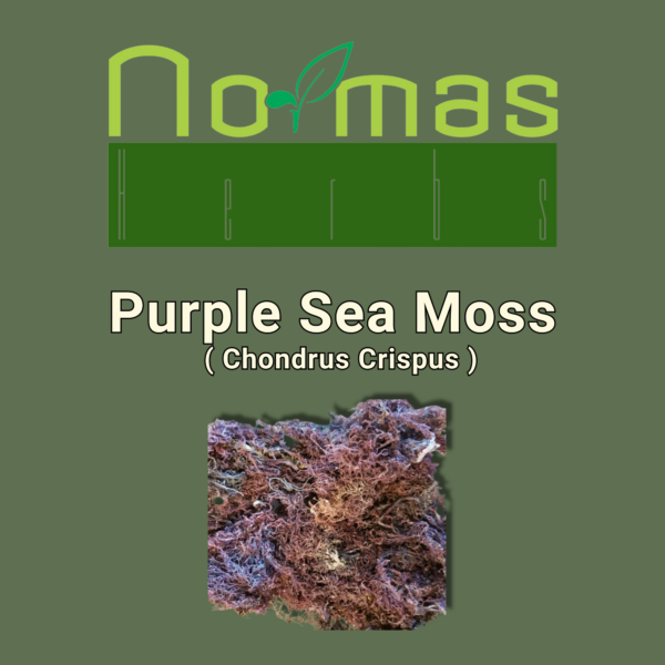 Purple Sea Moss ( Chondrus Crispus )