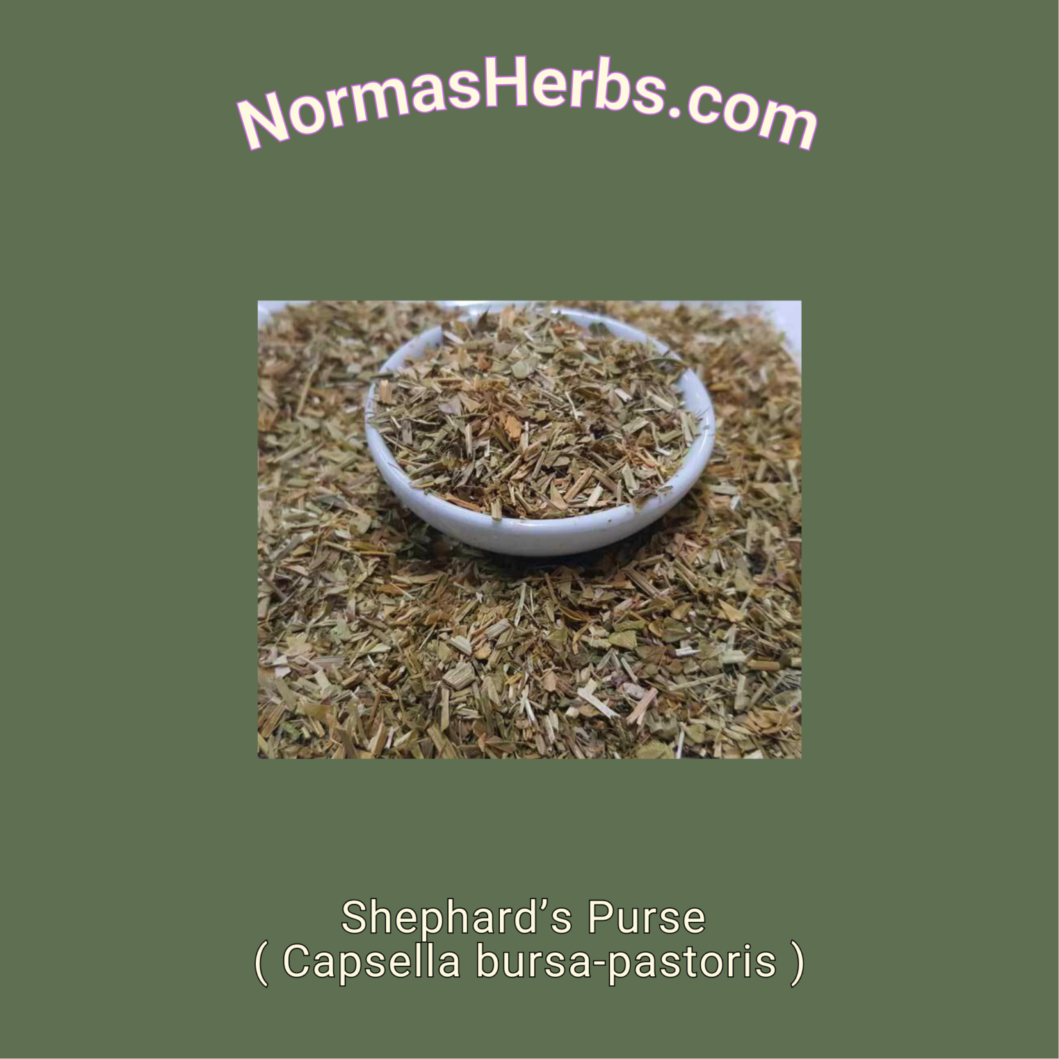 Shephard's Purse ( Capsella bursapastoris )