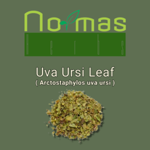 Uva Ursi Leaf