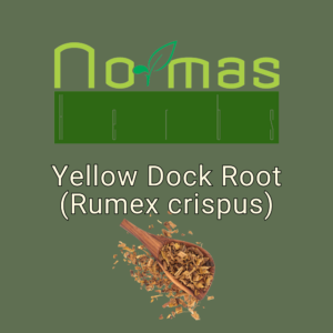 Yellow Dock Root (Rumex crispus)