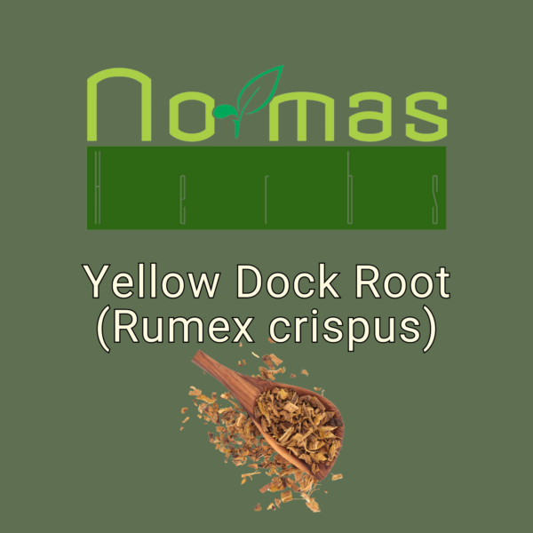 Yellow Dock Root (Rumex crispus)