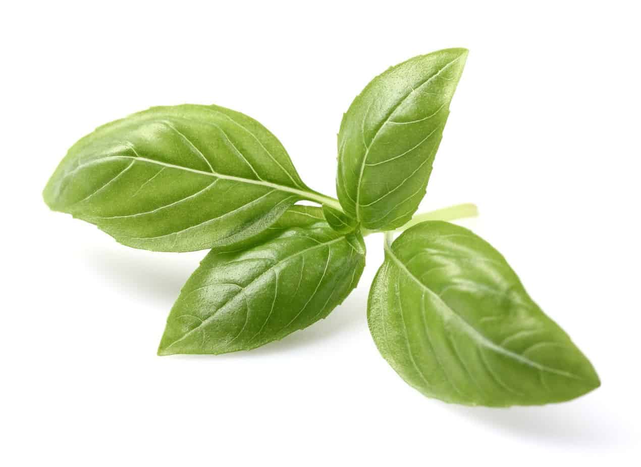 Basil NormasHerbs
