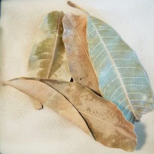 Mango Leaf