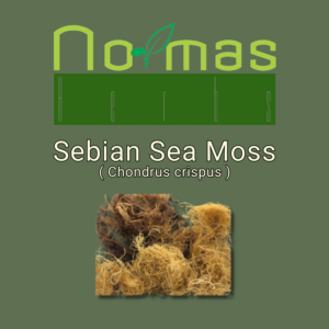 Sebian Sea Moss ( Chondrus crispus )