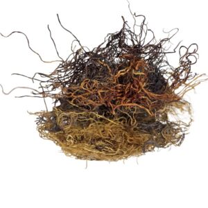Sebian Sea Moss ( Chondrus crispus )
