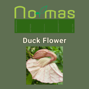 Duck Flower