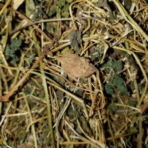 Bitter Melon (Momordica charantia)