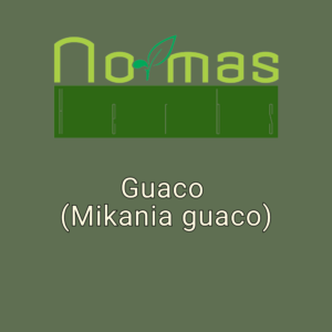 Guaco (Mikania guaco)