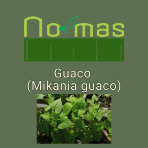 Guaco (Mikania guaco)