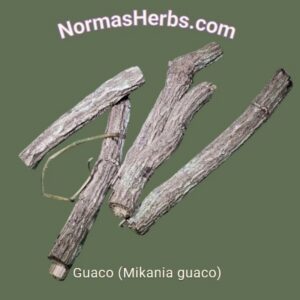 Guaco (Mikania guaco)