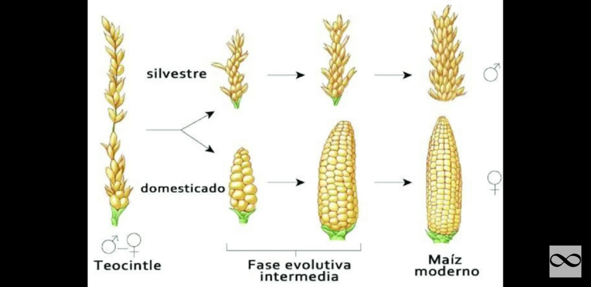 Teosinte (Alkaline Corn Substitute)