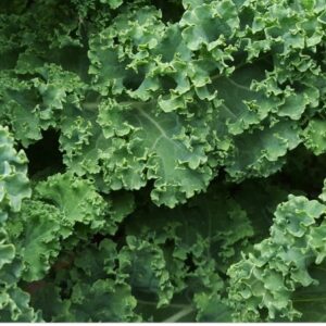 Kale - Capsules (Brassica oleracea)