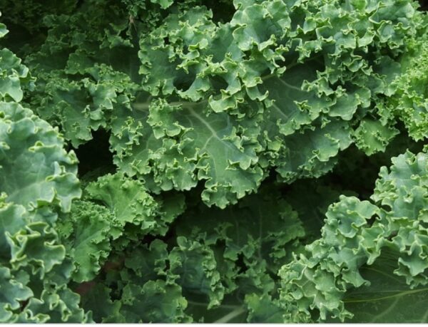 Kale - Capsules (Brassica oleracea)