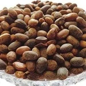 Pavana Seeds 1 oz. (Croton Tiglium)