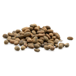 Pavana Seeds 1 oz. (Croton Tiglium)