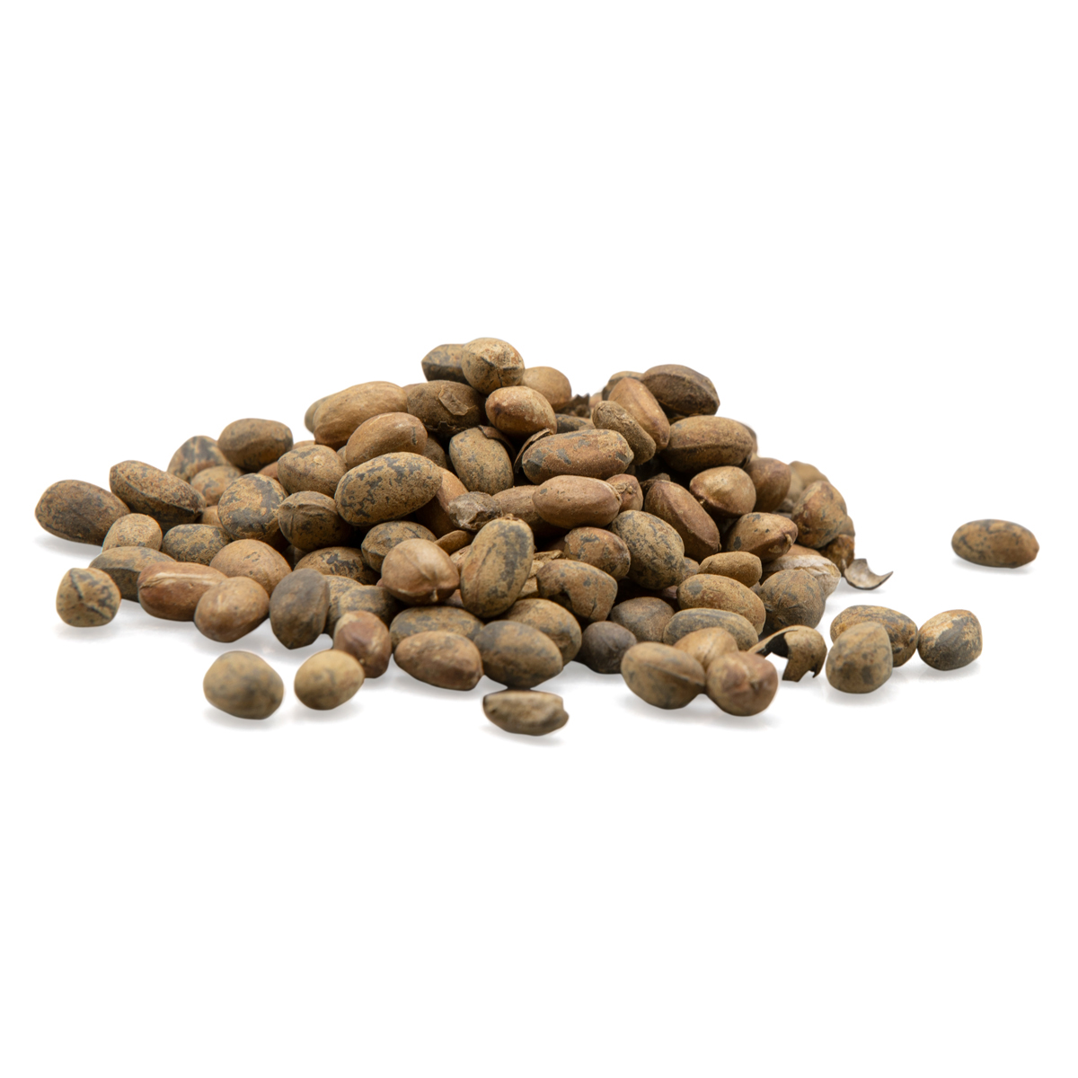 Pavana Seeds 1 oz. (Croton Tiglium)